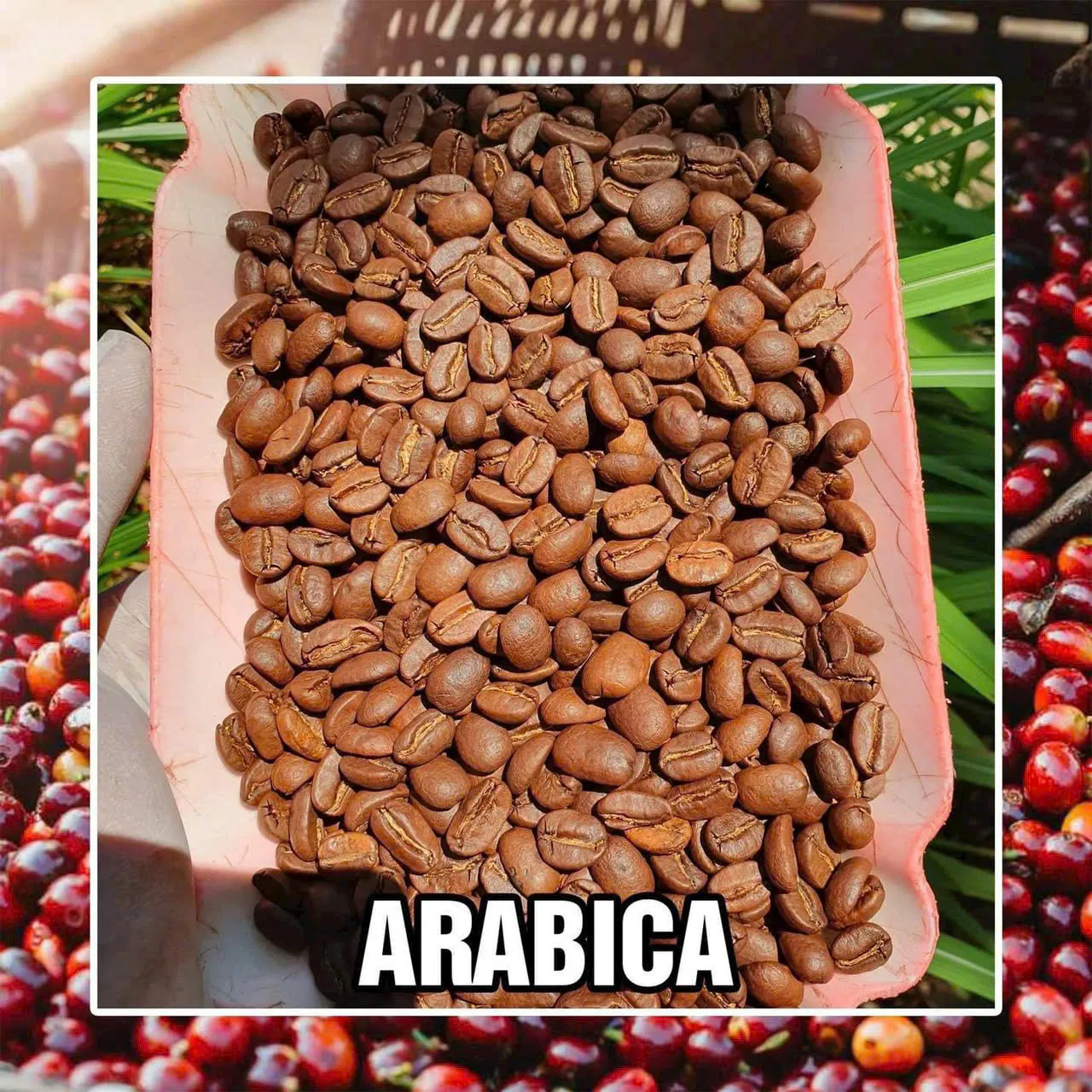 Vietnamese Arabica green coffee beans