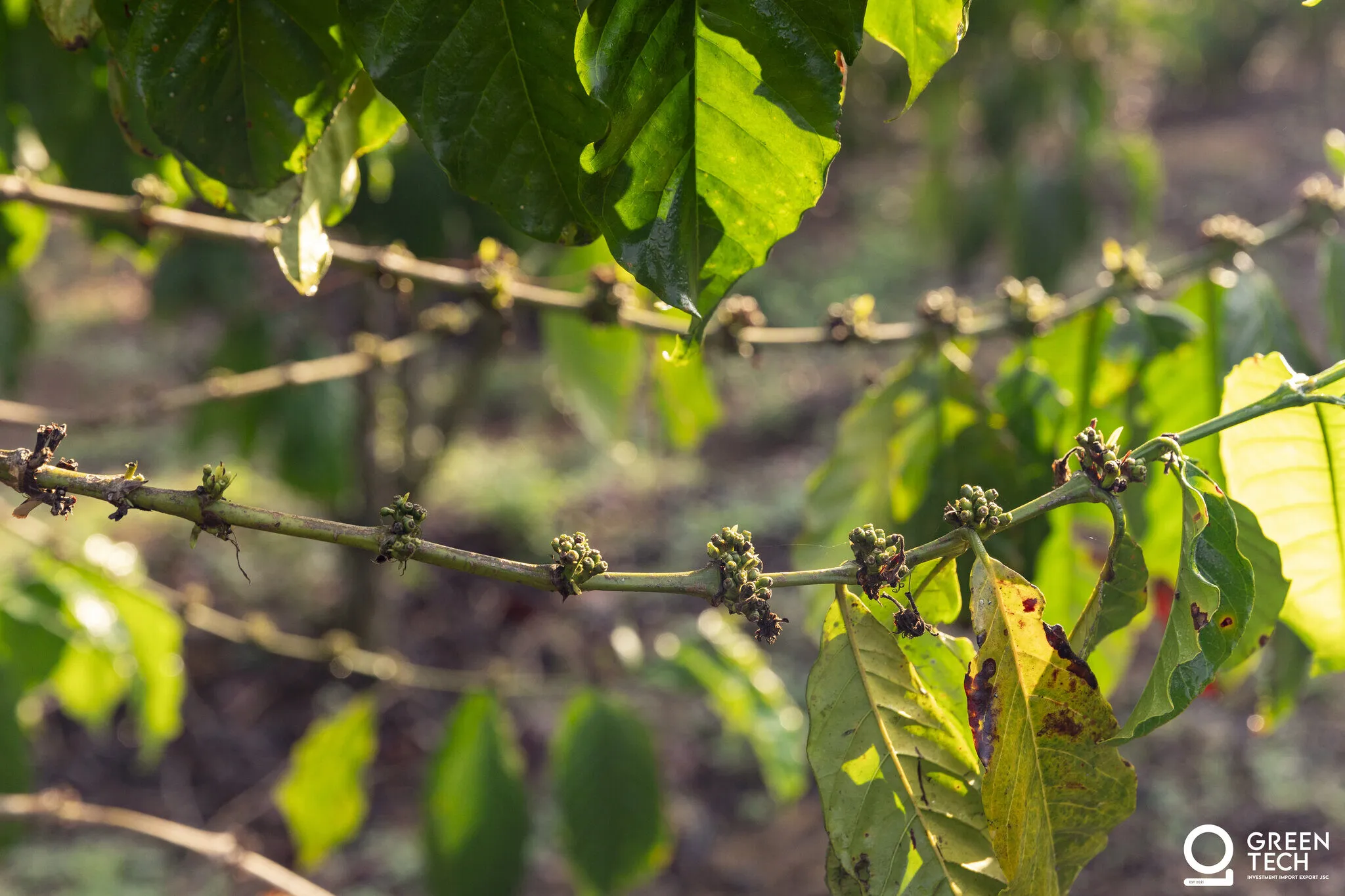 Coffee branch with buds