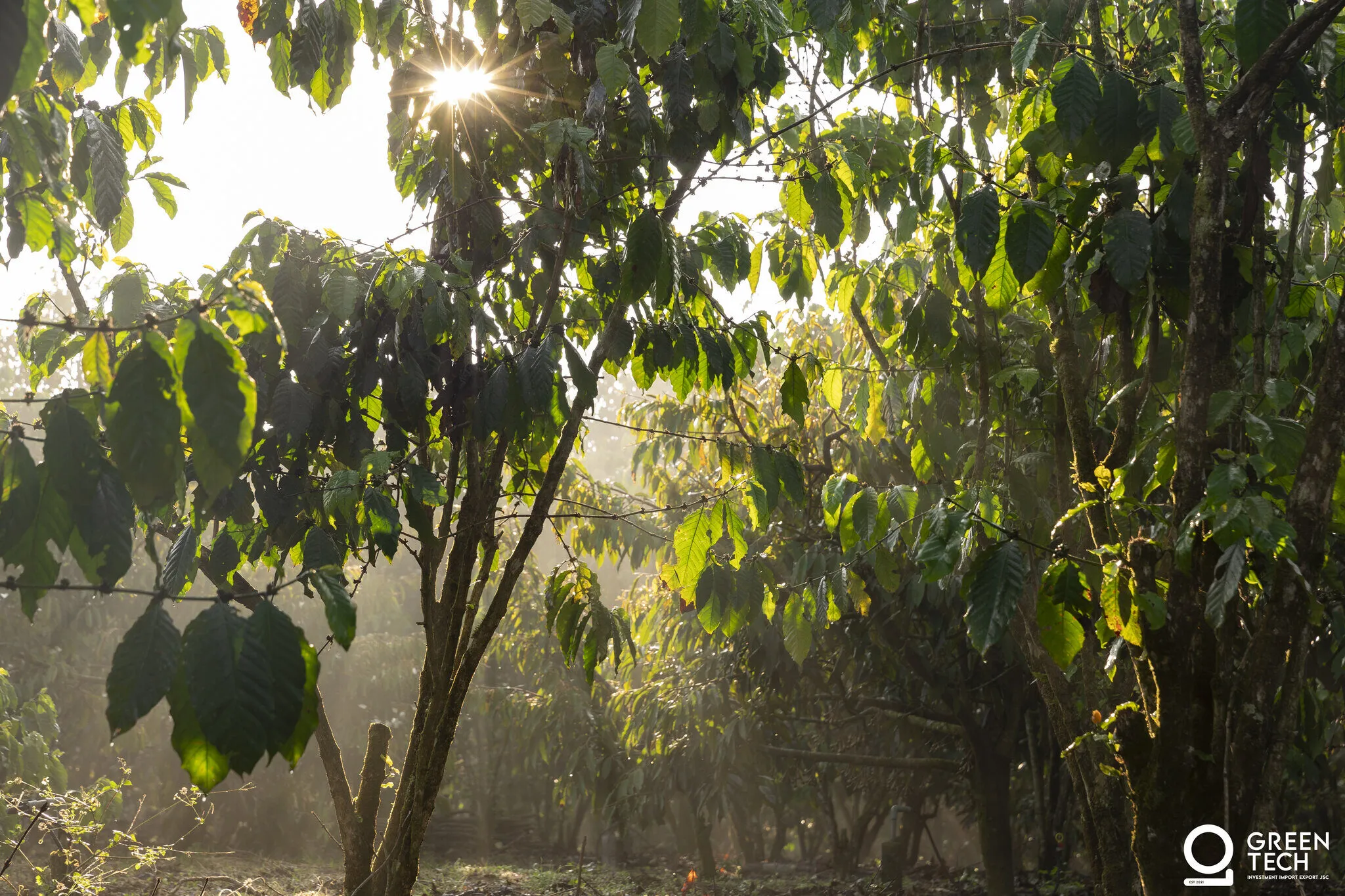GreenTech coffee farm at sunrise in Lam Dong