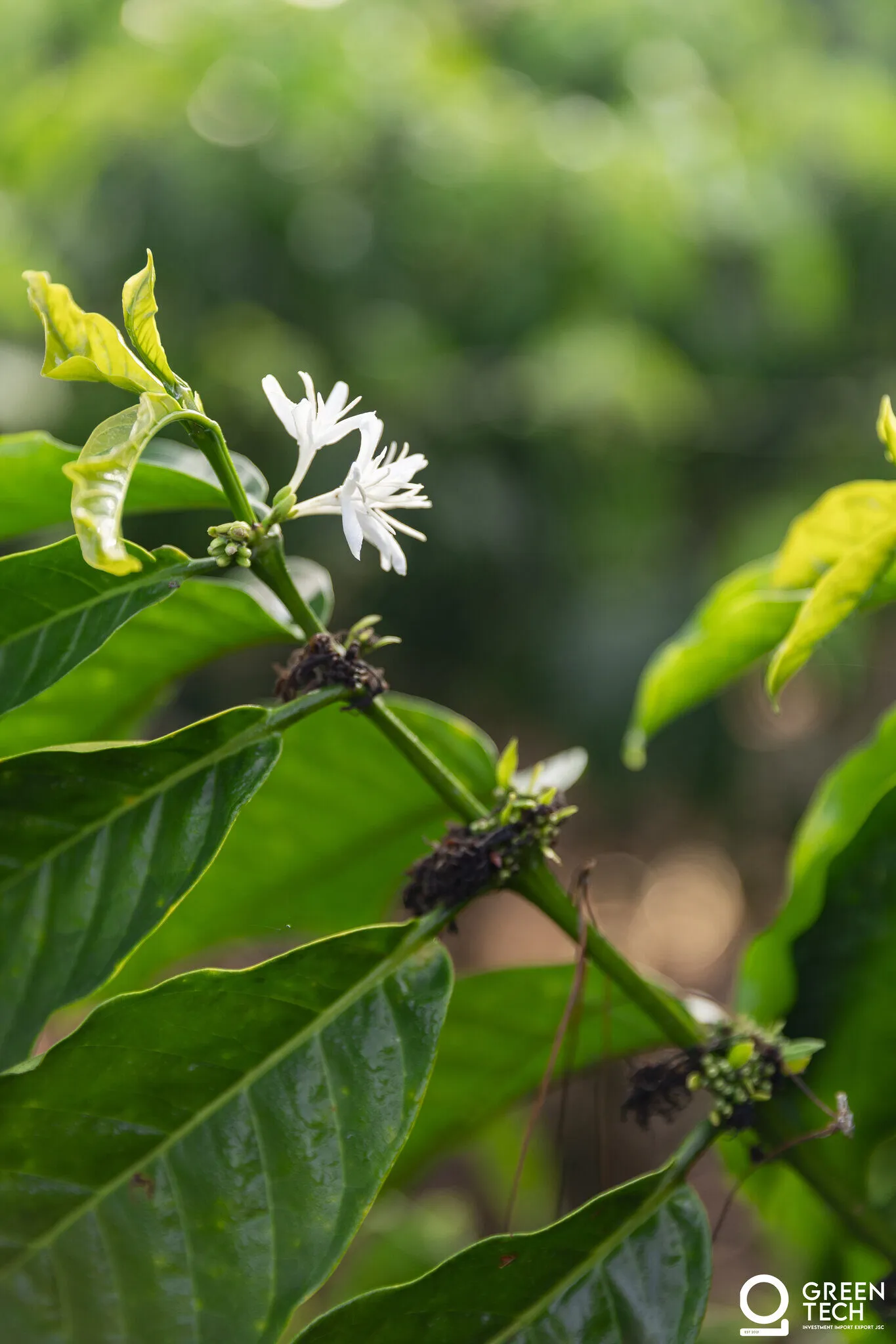 Coffee flower in bloom