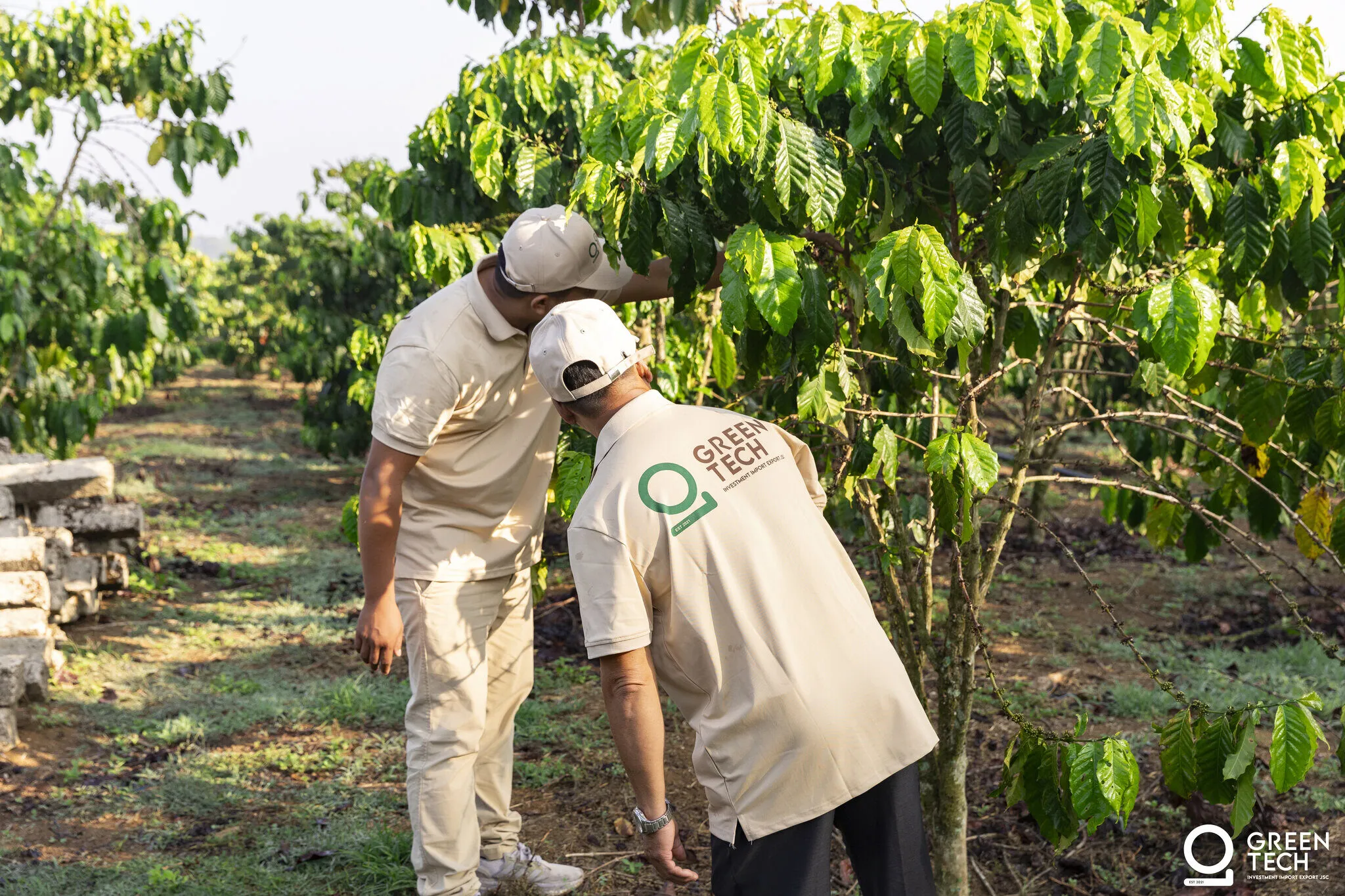 Coffee tree inspection
