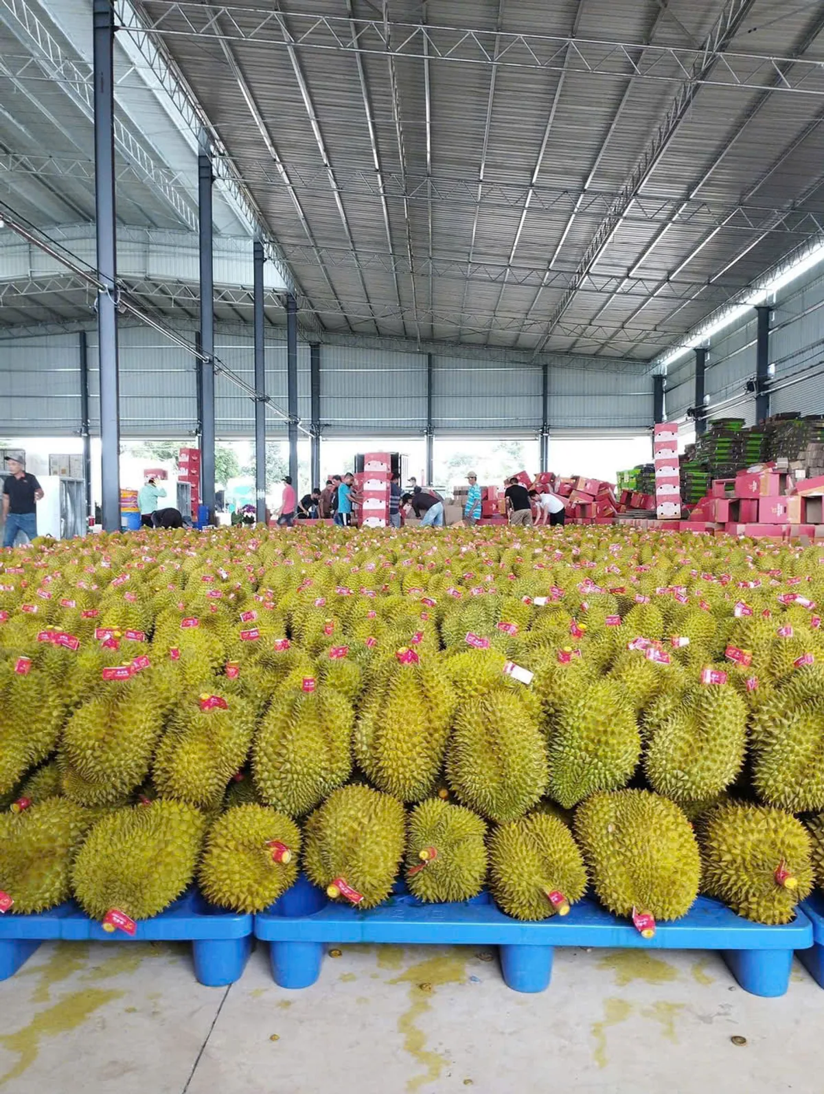 Durian processing facility in Dak Nong Vietnam
