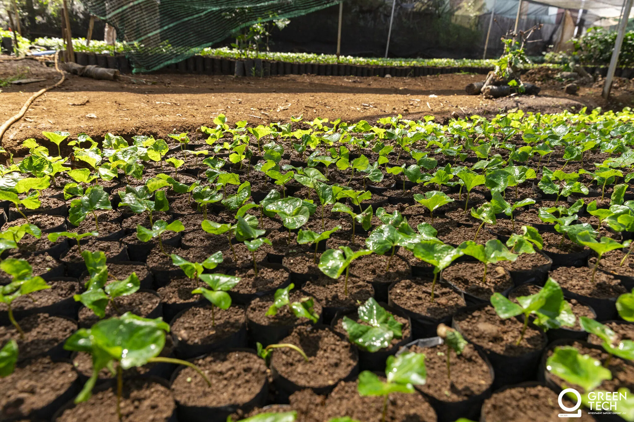 Nursery seedling trays