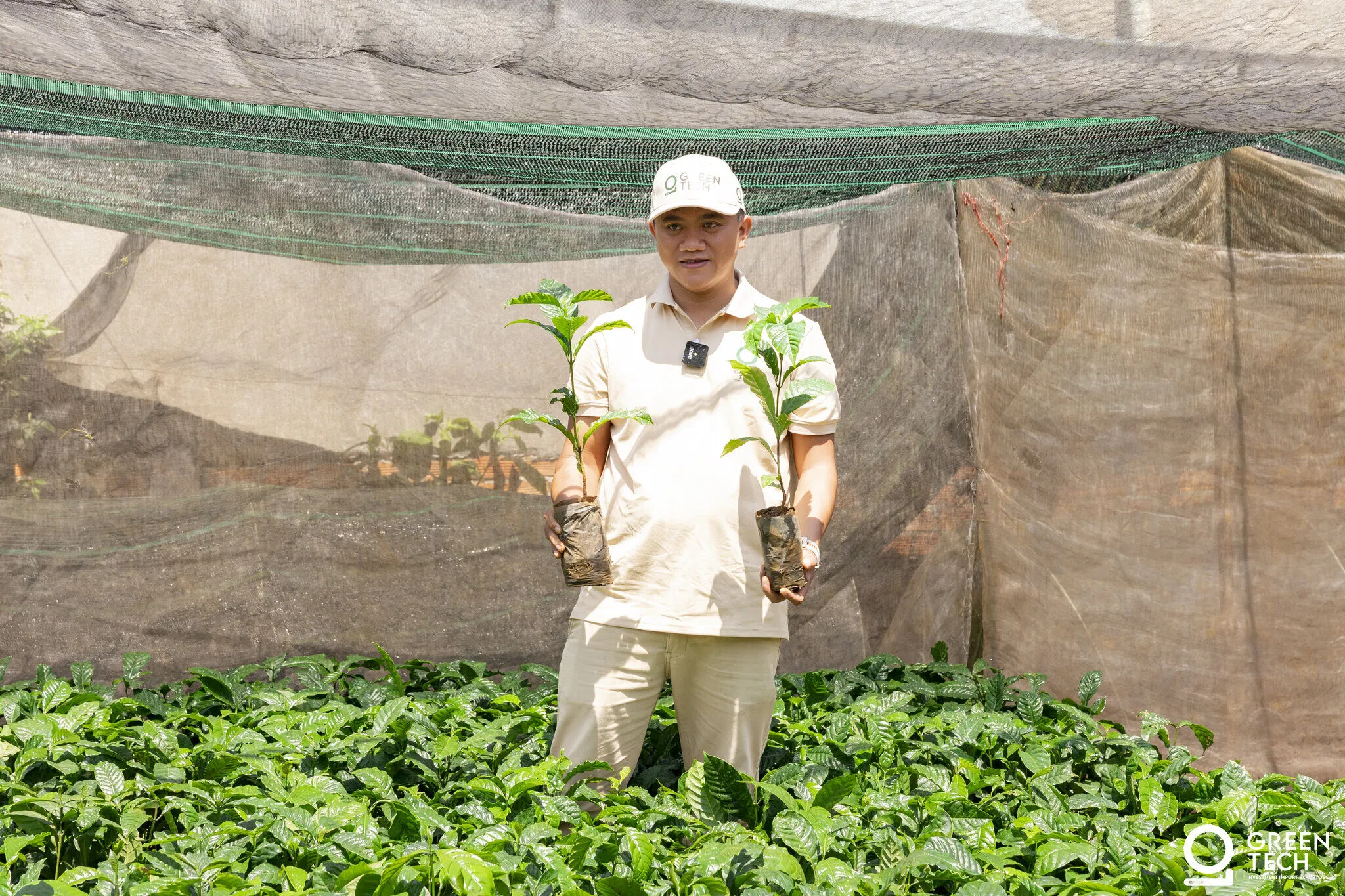 Nursery seedlings