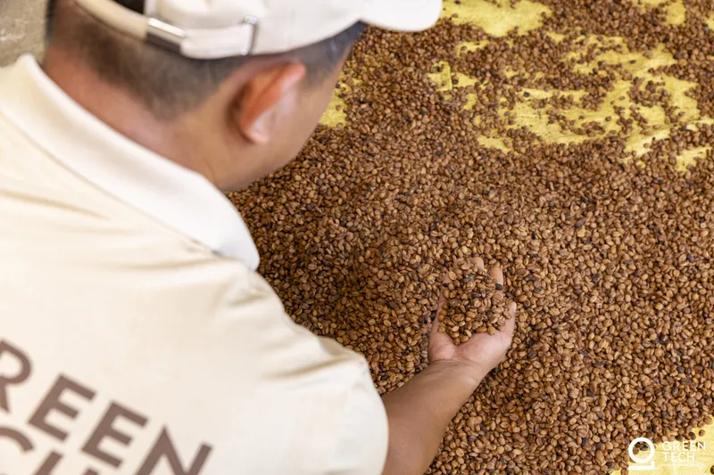 Green Coffee Beans Exporter from Vietnam — Premium Wholesale