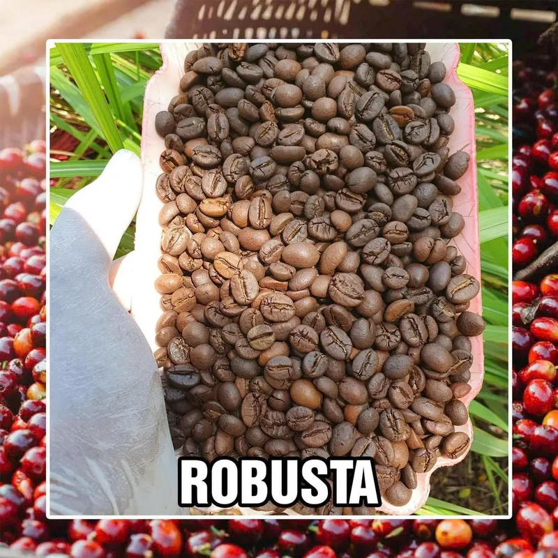 Vietnam robusta green coffee beans — Grade 1 Screen 18