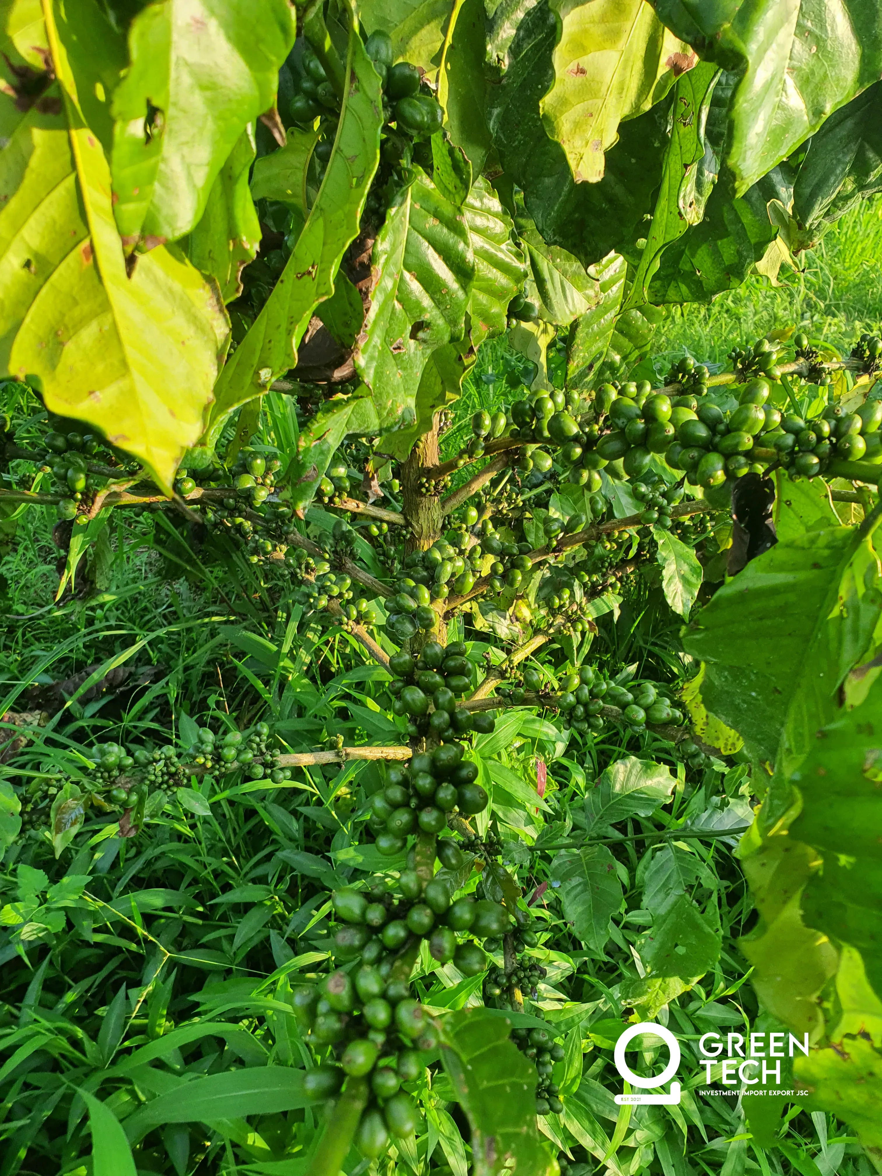 Cherry set looking strong across all plots — dense clusters forming on branches, healthy ground cover, and the farm panorama showing full canopy. Yield outlook positive heading into July harvest. — photo 3 of 5