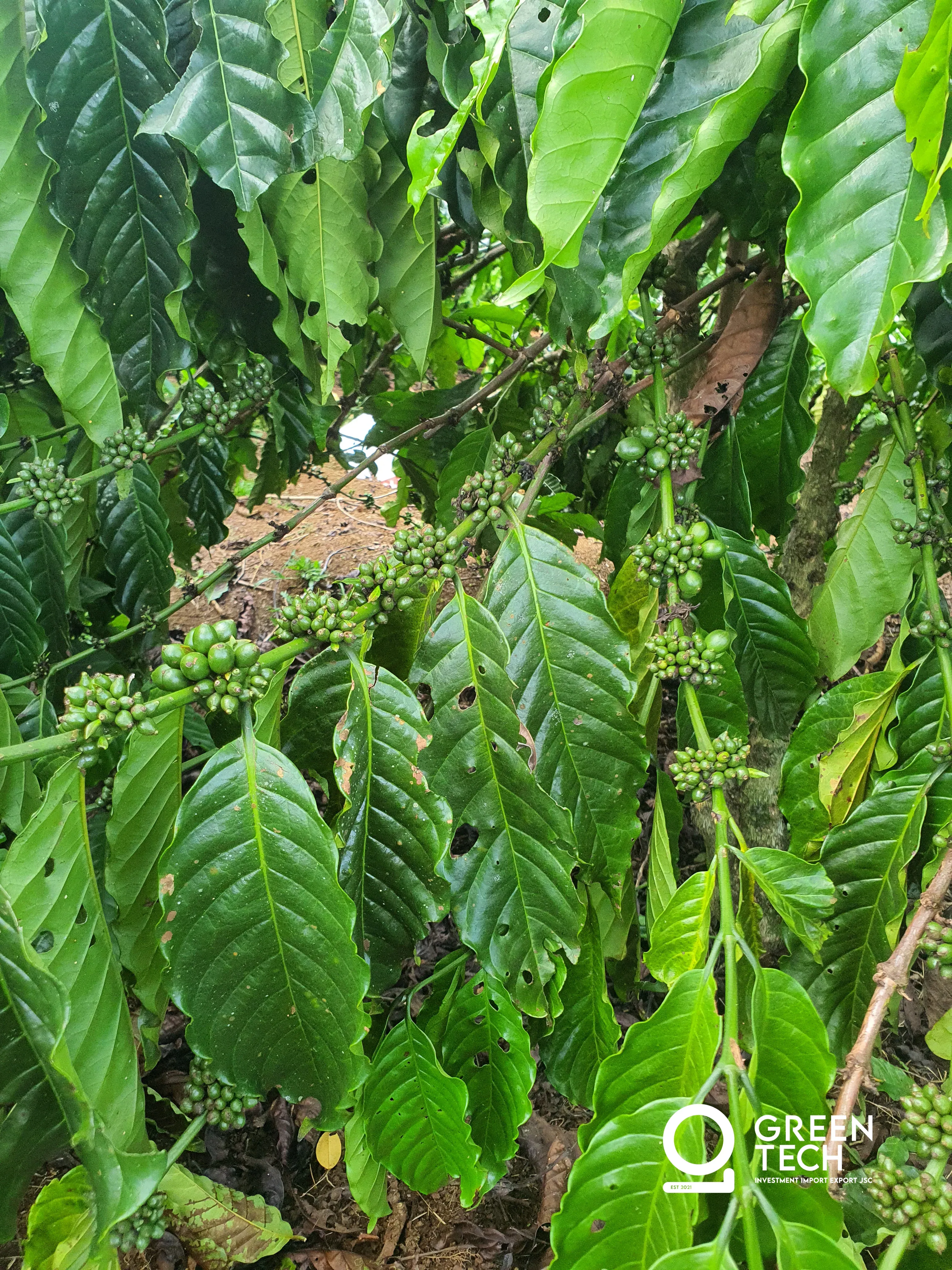 Cherry set looking strong across all plots — dense clusters forming on branches, healthy ground cover, and the farm panorama showing full canopy. Yield outlook positive heading into July harvest. — photo 2 of 5