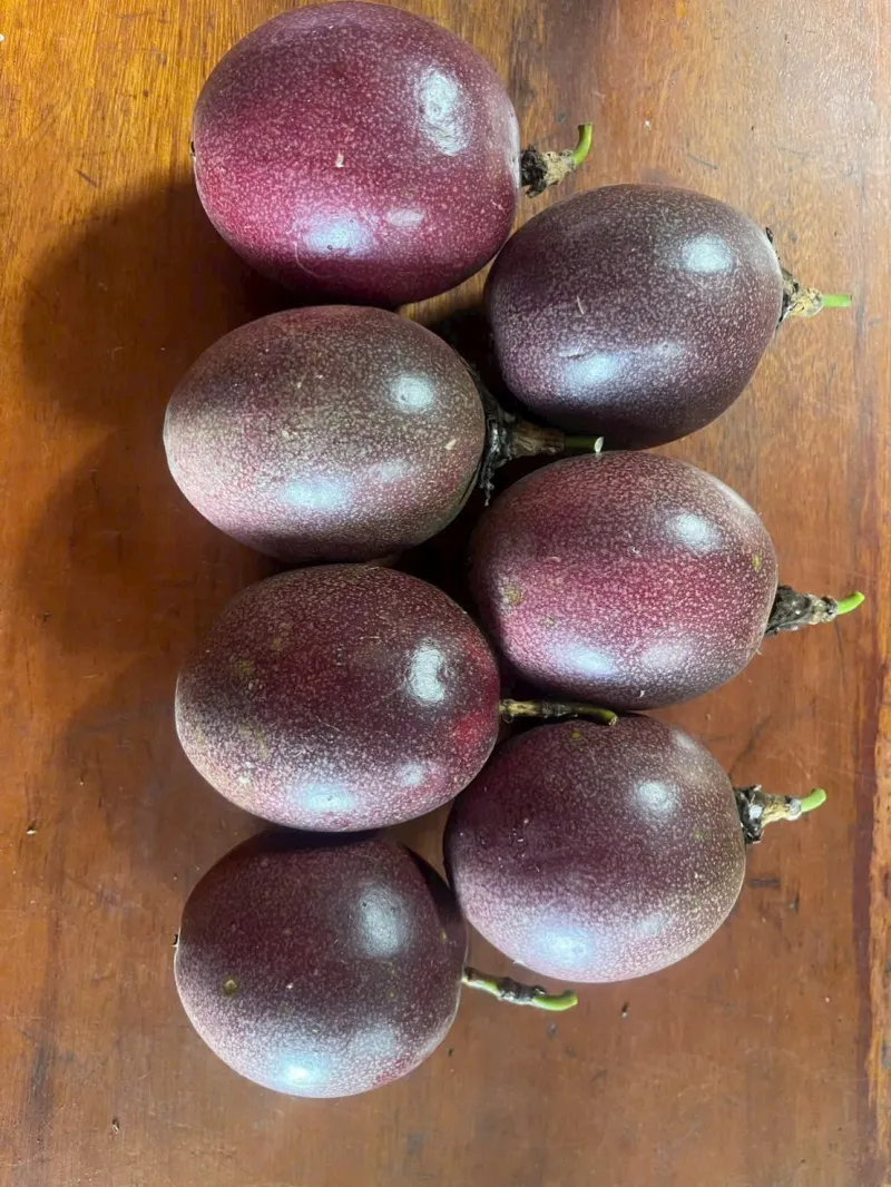 Fresh ripe purple passion fruit ready for export
