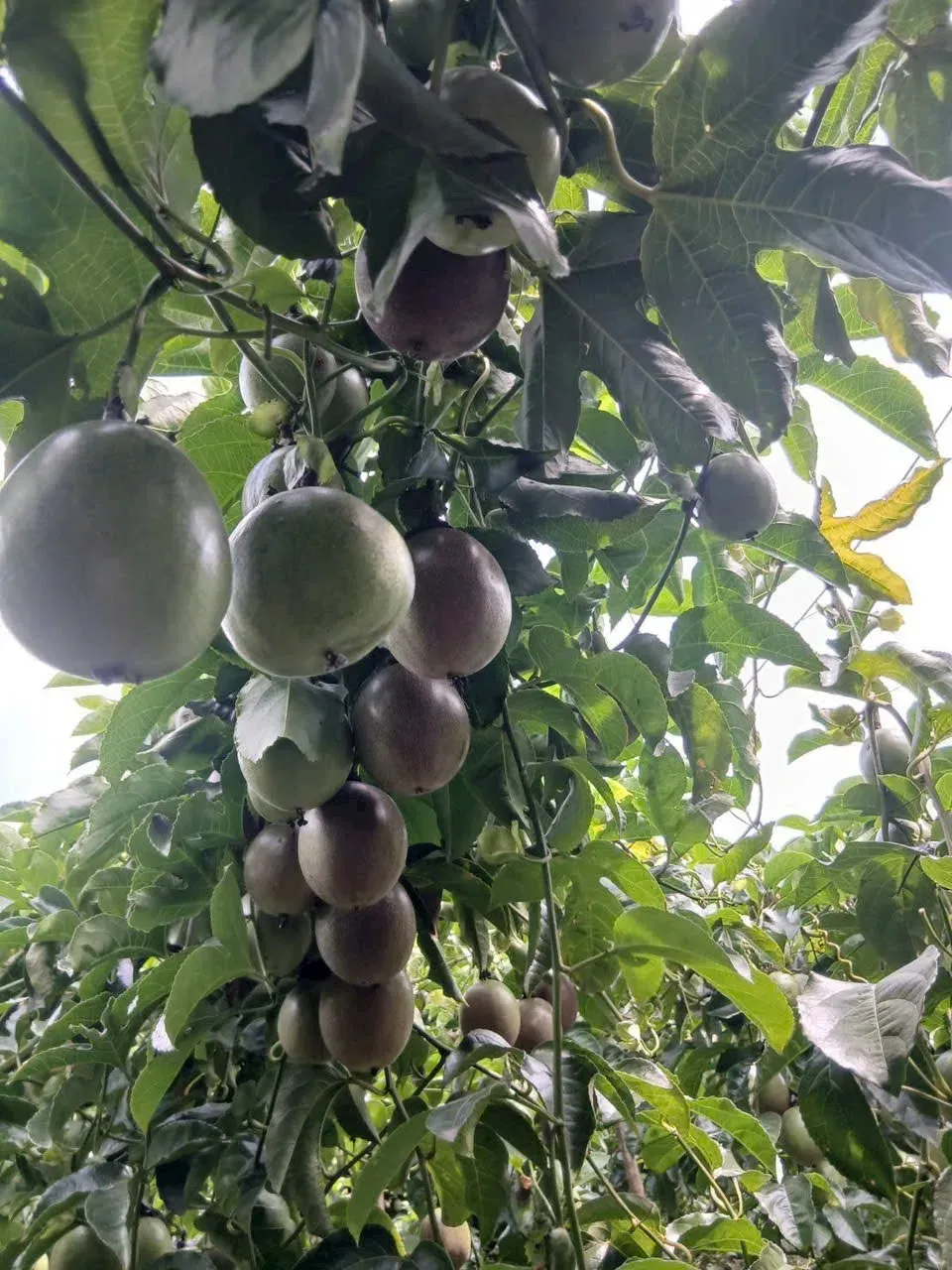 Vietnam passion fruit on the vine before harvest