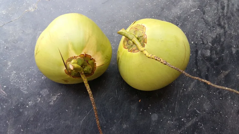 Young green coconuts ready for fresh fruit and coconut water sourcing
