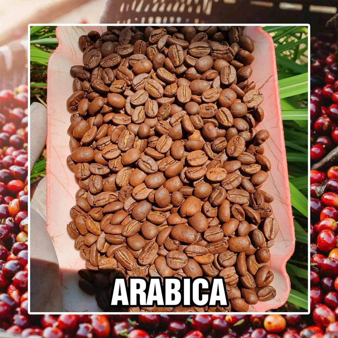GreenTech Lam Dong whole coffee beans