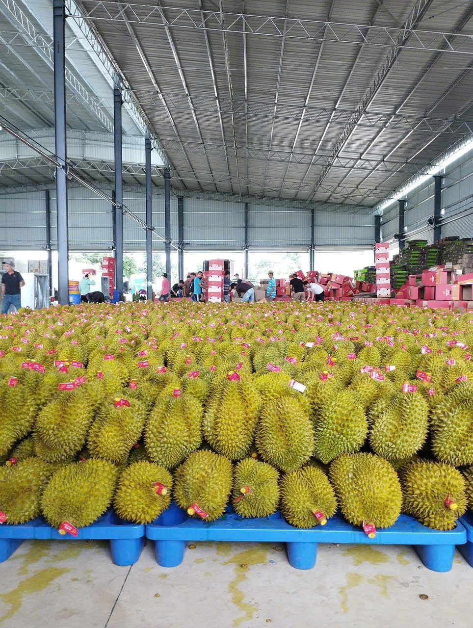 Vietnamese Durian Exporter — Fresh Ri6 & Monthong Wholesale