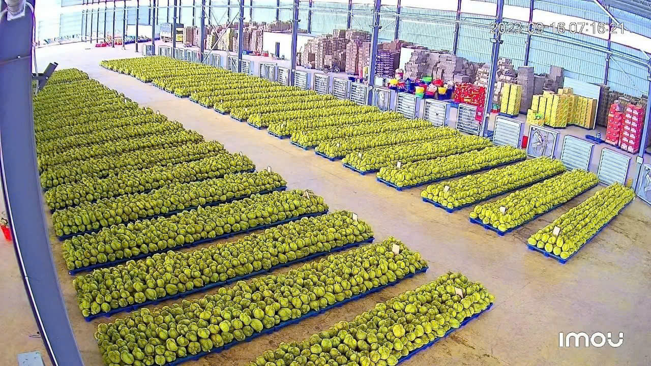 Vietnamese Durian Exporter — Fresh Ri6 & Monthong Wholesale