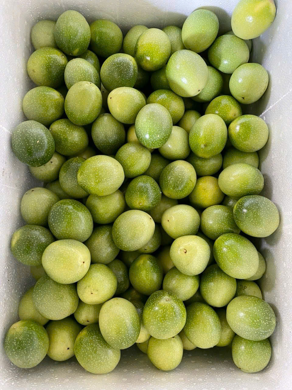 Passion Fruit
