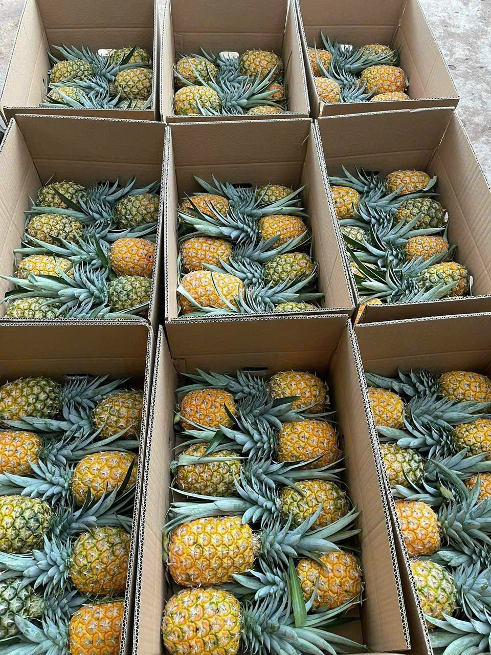 Tropical Fruit Supplier Vietnam — Direct Export & Wholesale