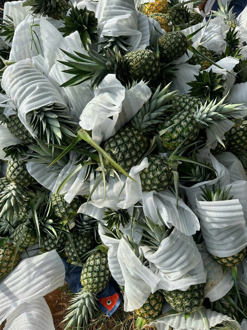 Tropical Fruits